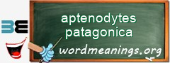 WordMeaning blackboard for aptenodytes patagonica
